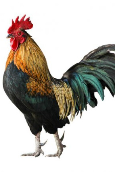 Photo of Casualfarmer